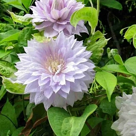 Клематис гибридный Belle of Woking