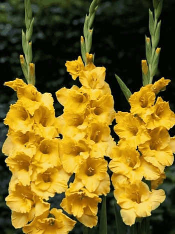 Гладиолус Jacksonville Gold
