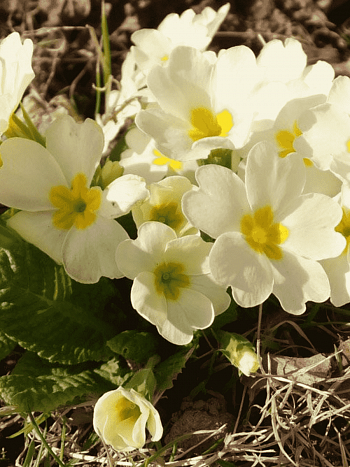 Примула бесстебельная Сrescendo Pure White