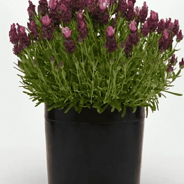 Лаванда стэхадская Bandera 2.0 Deep Rose