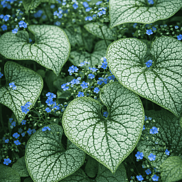 Бруннера крупнолистная Alchemy Silver