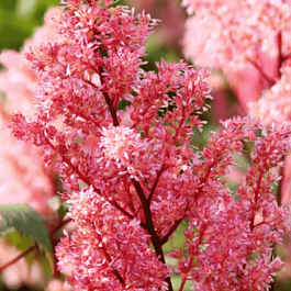 Астильба японская Lollypop