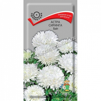 Астра Сиринга Вайт