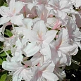 Азалия крупноцветковая White Lights