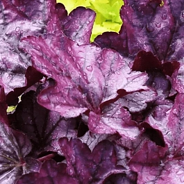 Гейхера Plum Royale