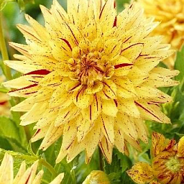 Георгина Кактусовая Хай Пименто