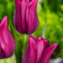 Тюльпан Merlot