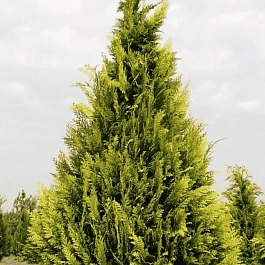 Кипарисовик Лавсона Stewartii