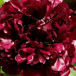 Пион Молочноцветковый Black Beauty