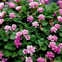 Аистник изменчивый Flore Pleno
