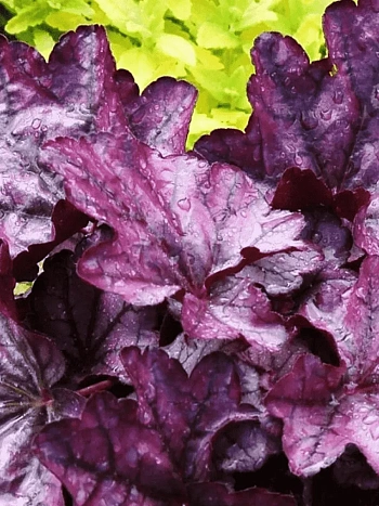 Гейхера Plum Royale