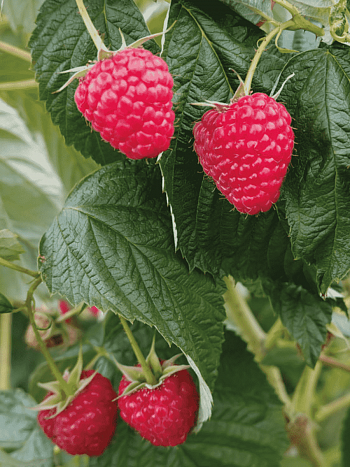 Малина ремонтантная Delniva