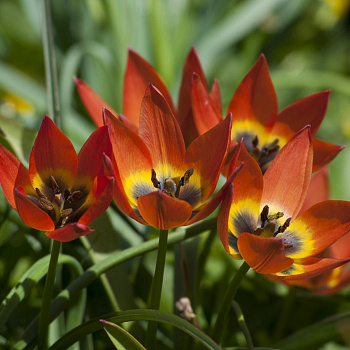 Тюльпан ботанический Литтл Принцесс