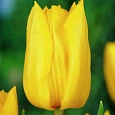 Тюльпан Yokohama