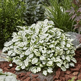 Живучка ползучая Princess Leia