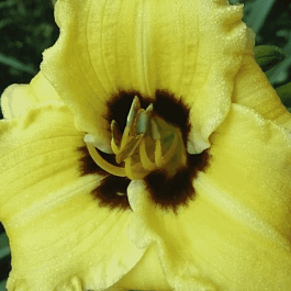 Лилейник Bumble Bee