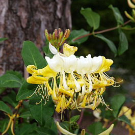 Жимолость приморская Грэхэм Томас Жимолость приморская Грэхэм Томас