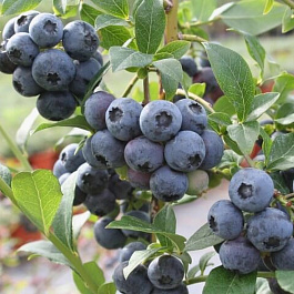 Голубика высокорослая Ханнас Чойс Голубика высокорослая Ханнас Чойс