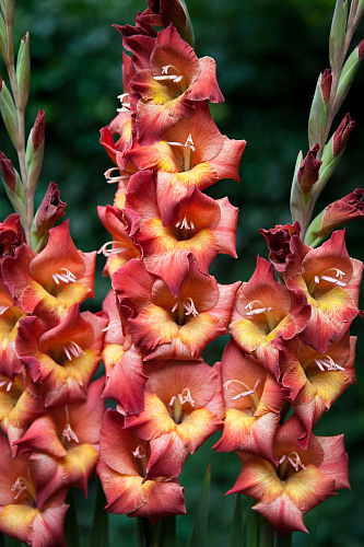 Гладиолус Бамбино Мишель