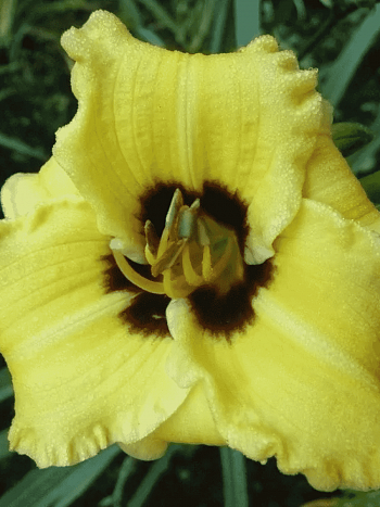 Лилейник Bumble Bee