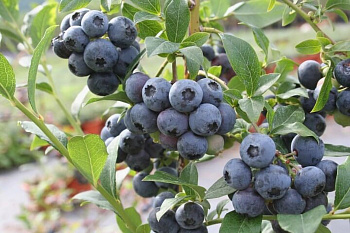 Голубика высокорослая Ханнас Чойс