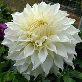 Георгина Декоративная Уайт Перфекшн