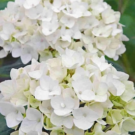Гортензия крупнолистная Endless Summer The Bride