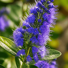 Кариоптерис кландоненсис Kew Blue
