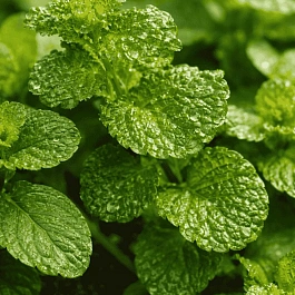 Мята кудрявая Crispa