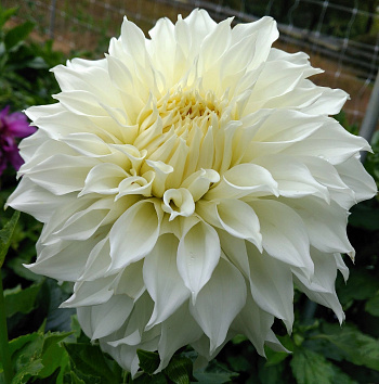 Георгина Декоративная Уайт Перфекшн