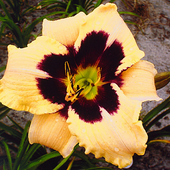 Лилейник гибридный Мунлит Маскарад