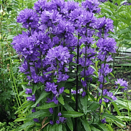 Колокольчик скученный  Freya