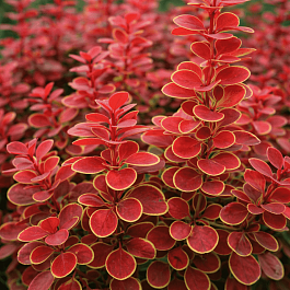 Барбарис Тунберга Orange Sunrise