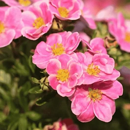 Лапчатка кустарниковая Pink Paradise