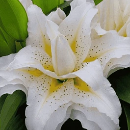 Лилия  Roselili Sita