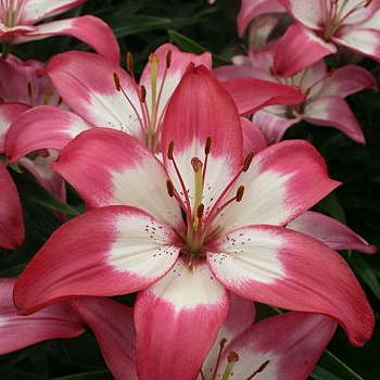 Лилия азиатская горшечная Перфект Джой