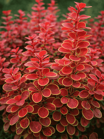 Барбарис Тунберга Orange Sunrise
