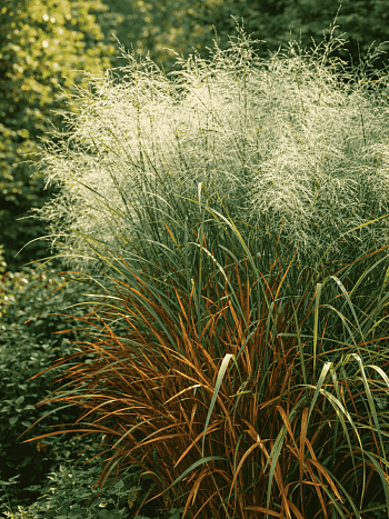 Просо прутьевидное Emerald Chief