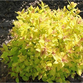 Спирея японская Голден Карпет