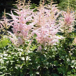 Астильба простолистная Sprite