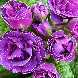 Примула обыкновенная Frou Frou