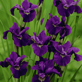 Ирис сибирский Purplelicious