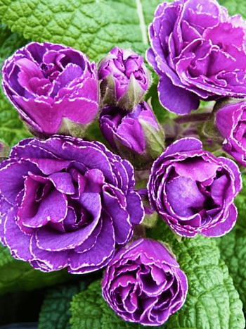 Примула обыкновенная Frou Frou