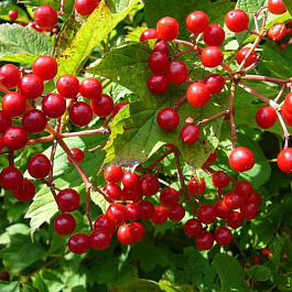 Калина красная