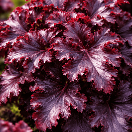 Гейхера Midnight Ruffles
