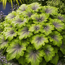 Гейхерелла Art Nouveau