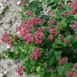 Спирея японская Bullata