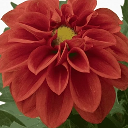 Георгин Dahlietta Select Anna