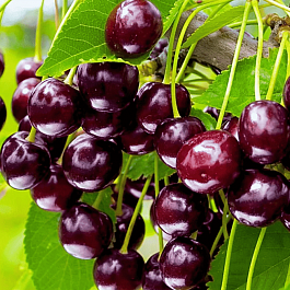 Черешня Бряночка