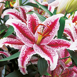Лилия восточная Тайгер Вудс